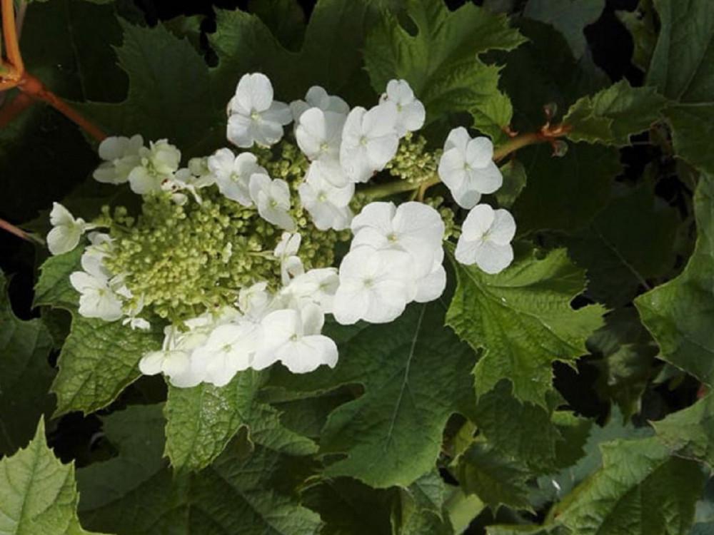 Hydrangea Quercifolia Alice - View 19 from www redcrocus com