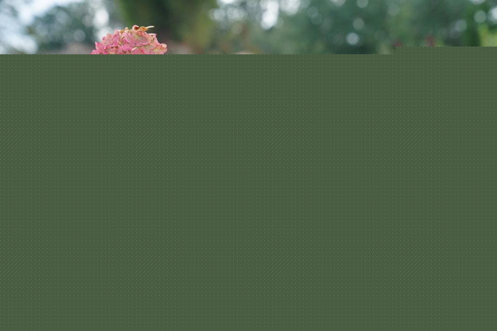 Hydrangea Paniculata Quick Fire - View 10 from www redcrocus com