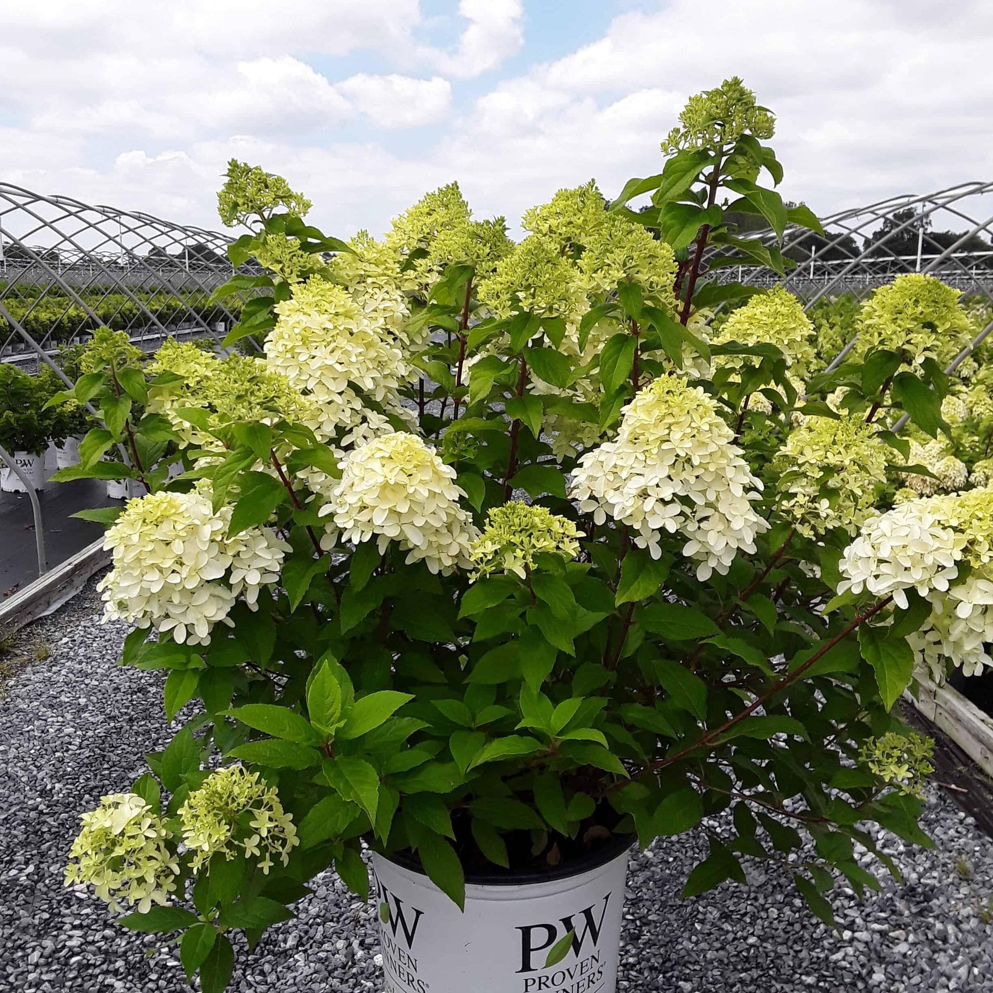 Hydrangea Paniculata Quick Fire - View 12 from www redcrocus com