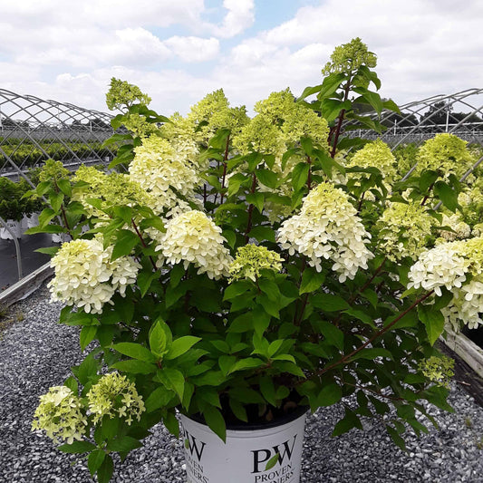Hydrangea Paniculata Quick Fire - View 12 from www redcrocus com