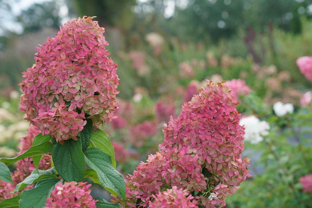 Hydrangea Paniculata Quick Fire - View 14 from www redcrocus com