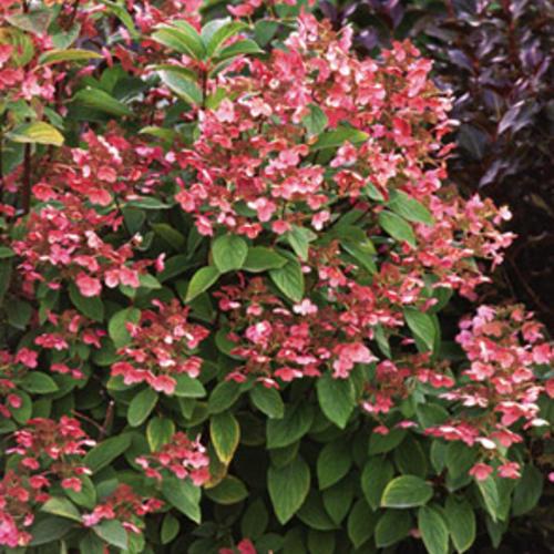 Hydrangea Paniculata Quick Fire - View 18 from www redcrocus com