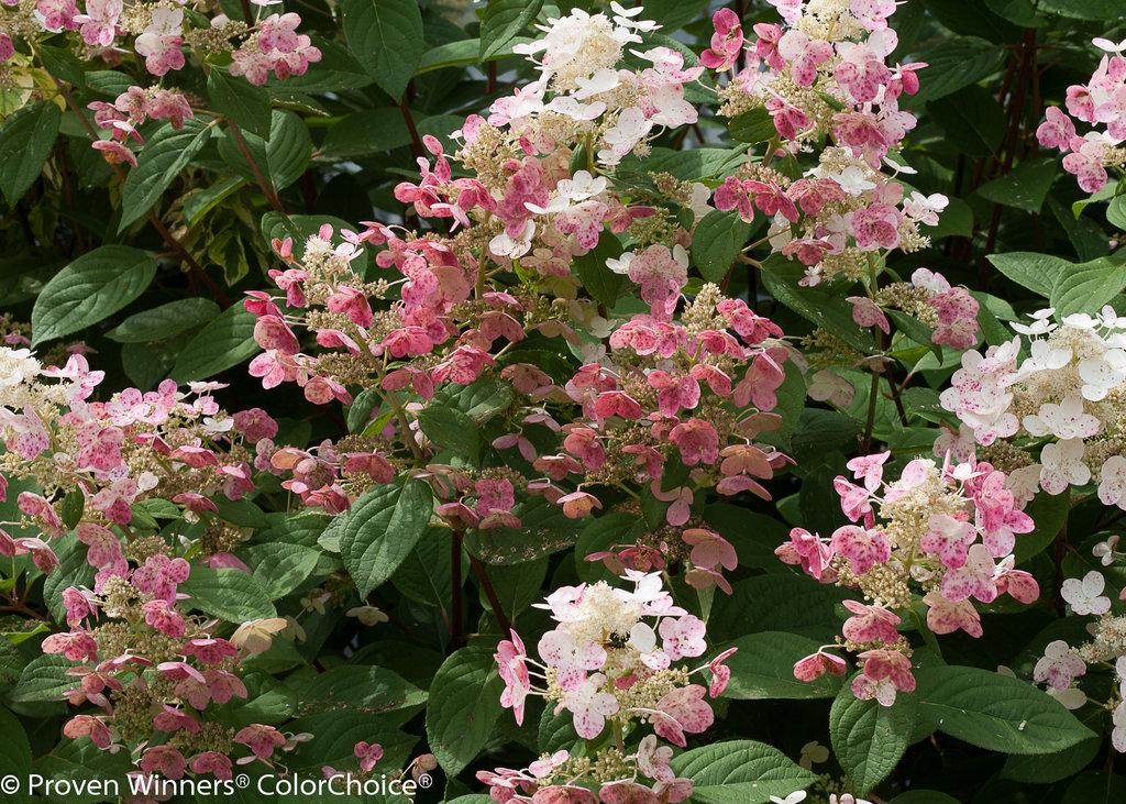 Hydrangea Paniculata Quick Fire - View 1 from www redcrocus com