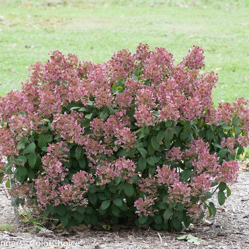 Hydrangea Paniculata Quick Fire - View 20 from www redcrocus com