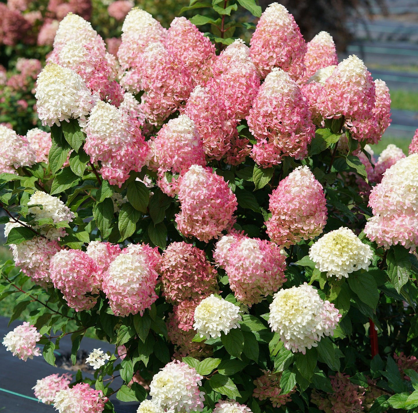 Hydrangea Paniculata Quick Fire - View 2 from www redcrocus com