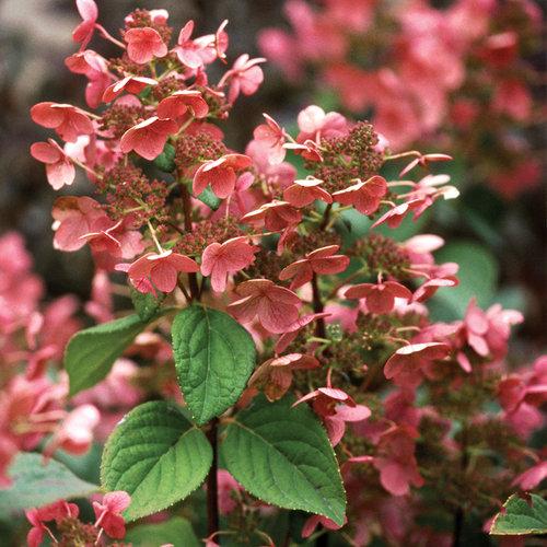 Hydrangea Paniculata Quick Fire - View 9 from www redcrocus com