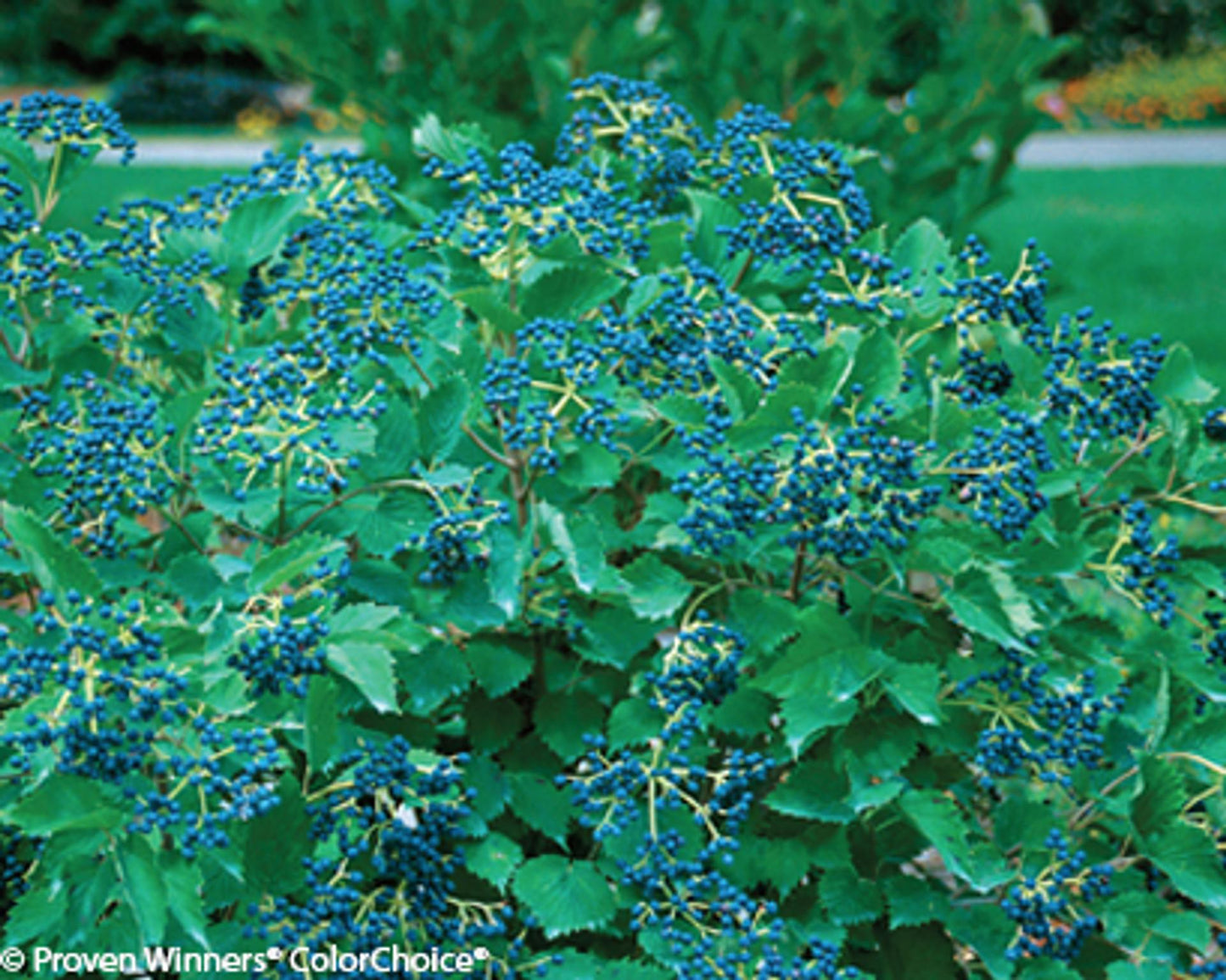 Viburnum Dentatum Blue Muffin - View 10 from www redcrocus com
