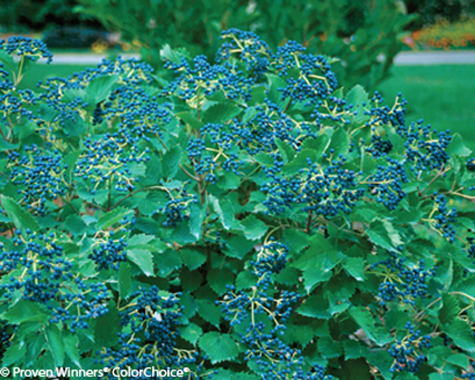 Viburnum Dentatum Blue Muffin - View 10 from www redcrocus com