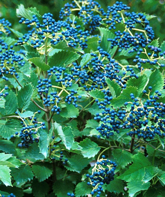 Viburnum Dentatum Blue Muffin - View 1 from www redcrocus com