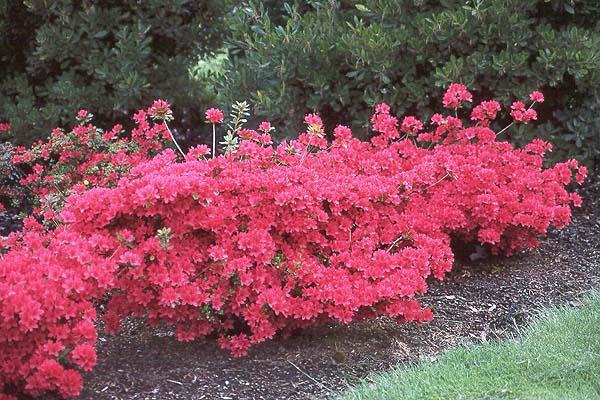 Azalea 'hino Crimson' - View 11 from www redcrocus com