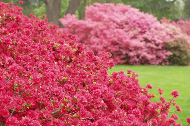 Azalea 'hino Crimson' - View 12 from www redcrocus com