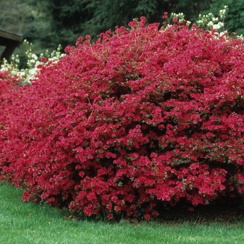 Azalea 'hino Crimson' - View 13 from www redcrocus com