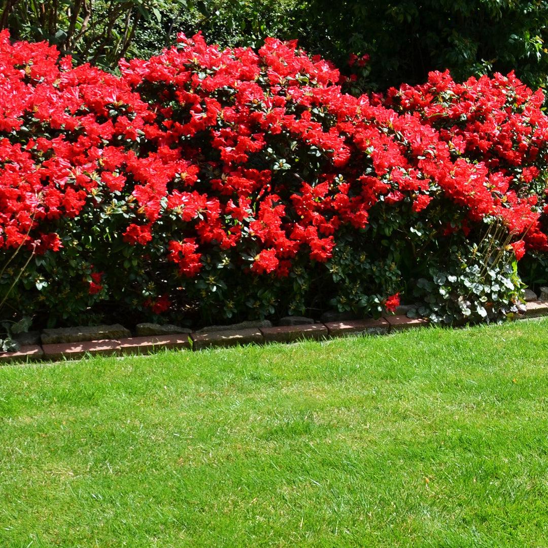 Azalea 'hino Crimson' - View 14 from www redcrocus com