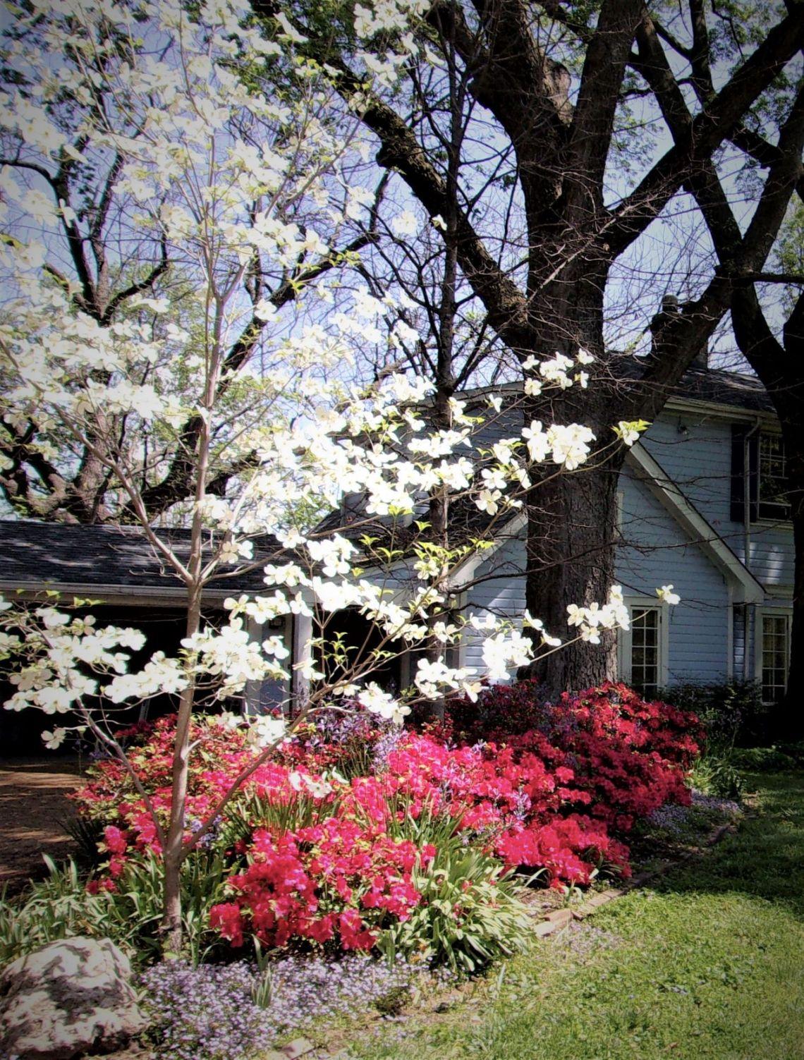 Azalea 'hino Crimson' - View 15 from www redcrocus com