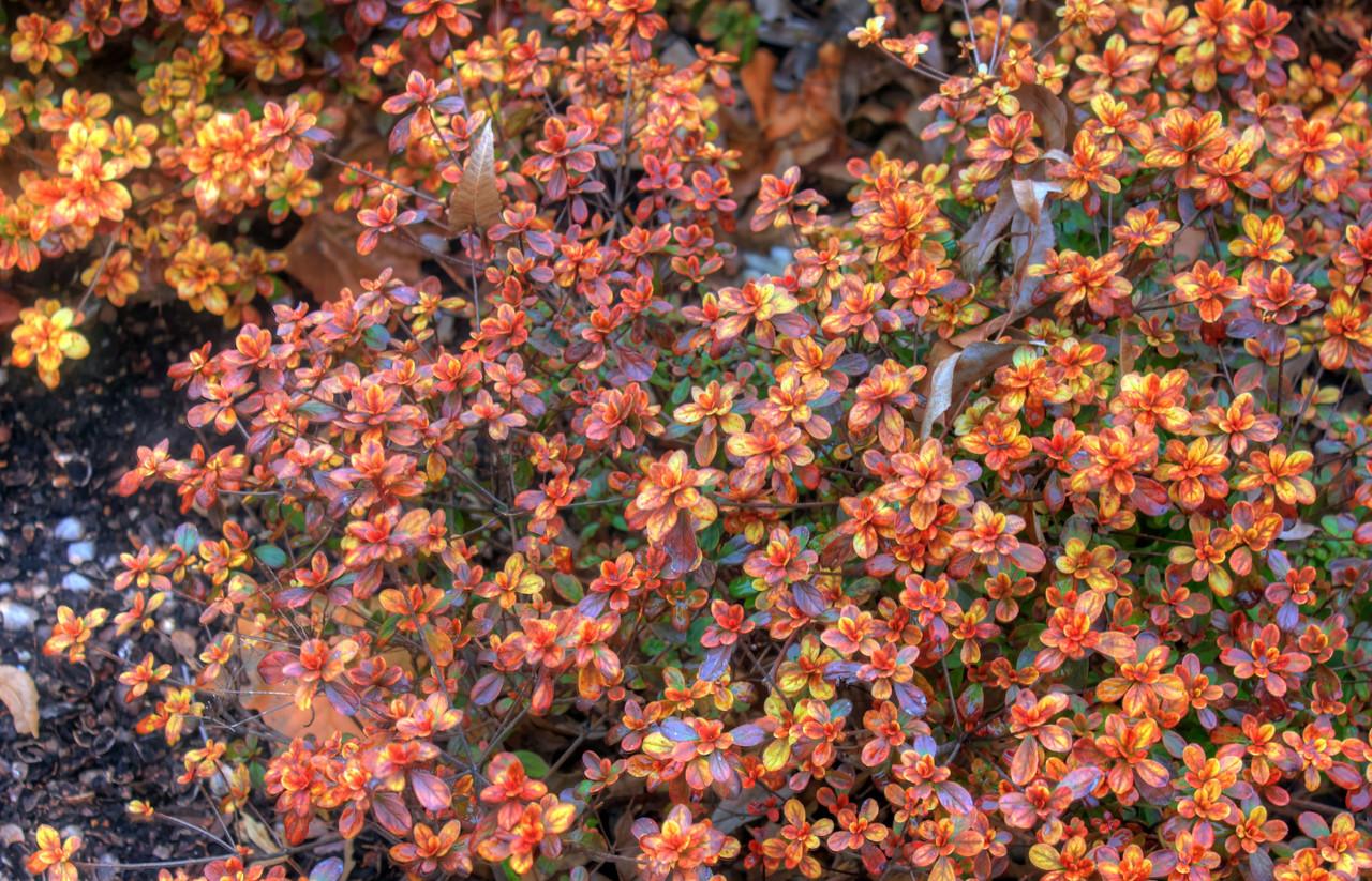 Azalea 'hino Crimson' - View 16 from www redcrocus com
