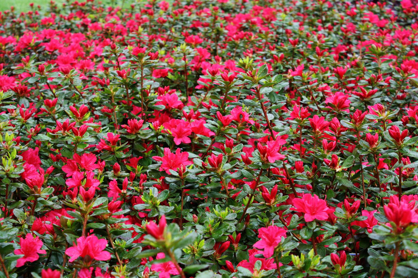 Azalea 'hino Crimson' - View 17 from www redcrocus com