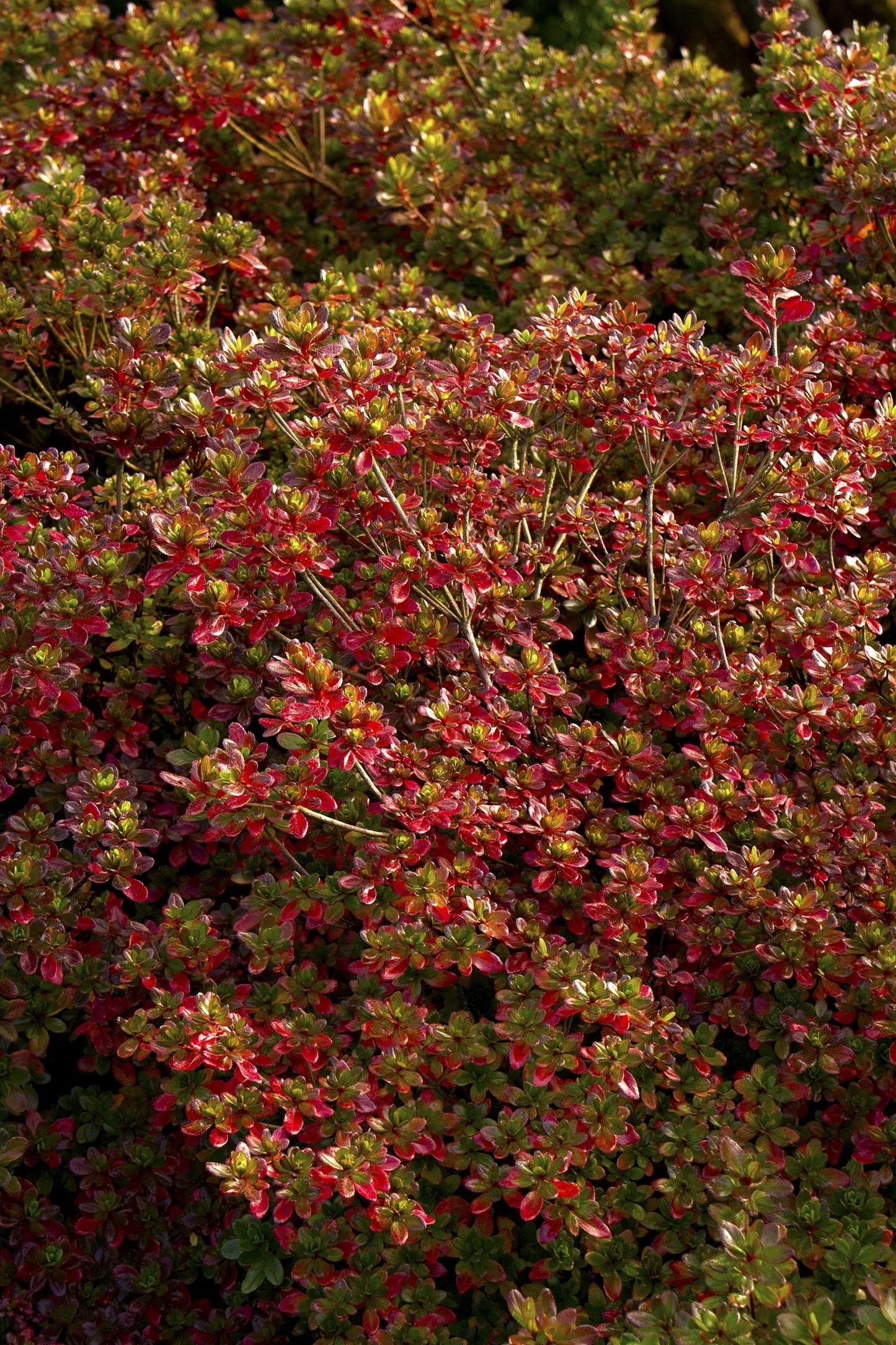 Azalea 'hino Crimson' - View 19 from www redcrocus com