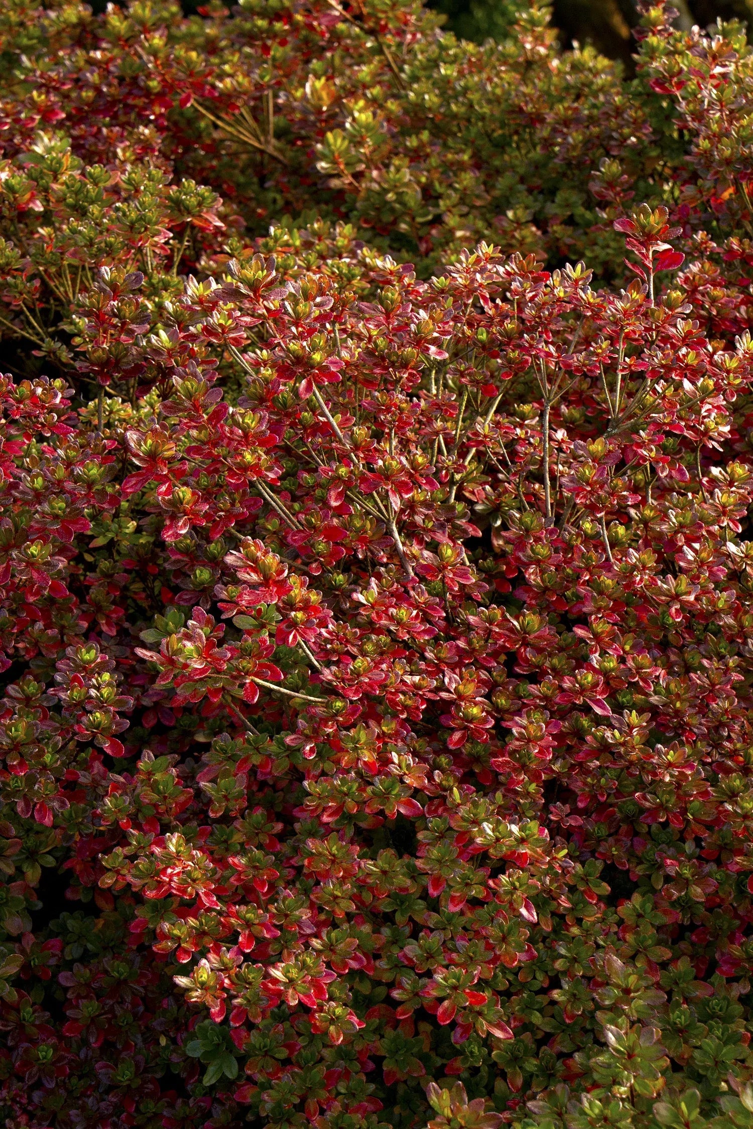 Azalea 'hino Crimson' - View 19 from www redcrocus com