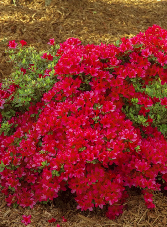 Azalea 'hino Crimson' - View 1 from www redcrocus com