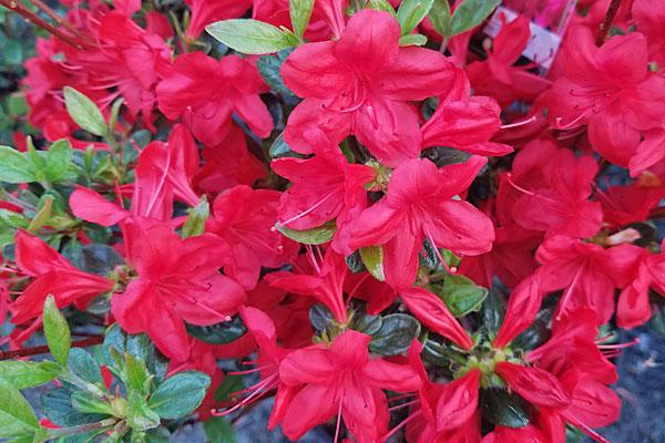 Azalea 'hino Crimson' - View 20 from www redcrocus com