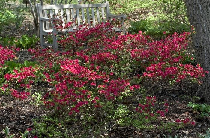 Azalea 'hino Crimson' - View 21 from www redcrocus com