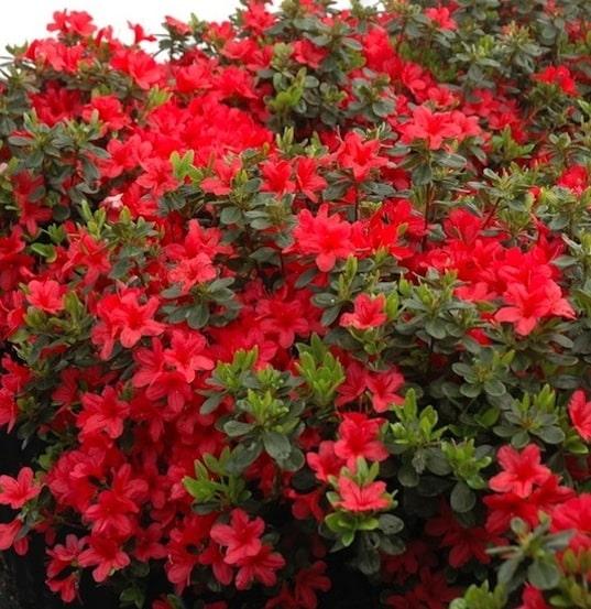 Azalea 'hino Crimson' - View 23 from www redcrocus com