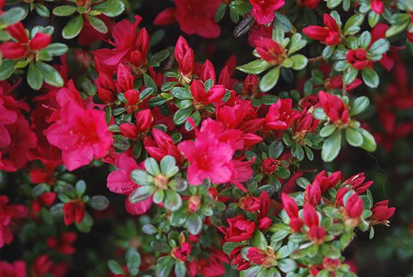 Azalea 'hino Crimson' - View 24 from www redcrocus com