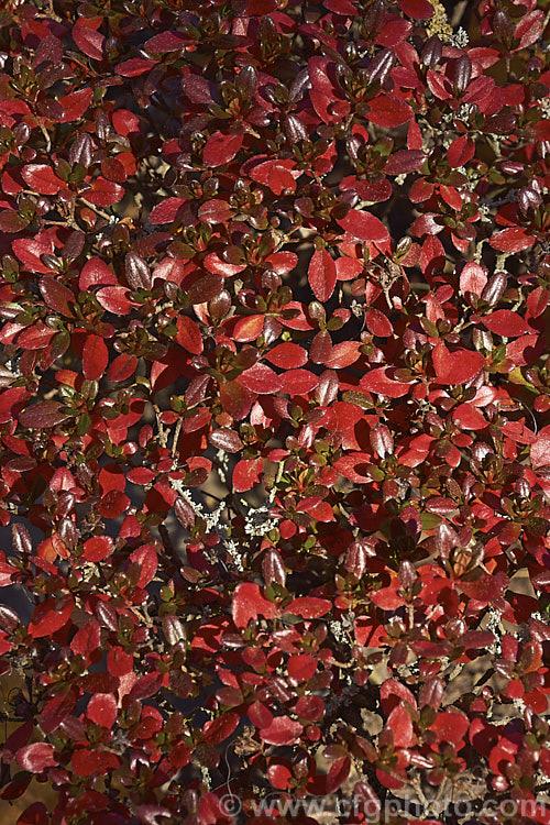 Azalea 'hino Crimson' - View 27 from www redcrocus com