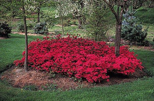 Azalea 'hino Crimson' - View 28 from www redcrocus com