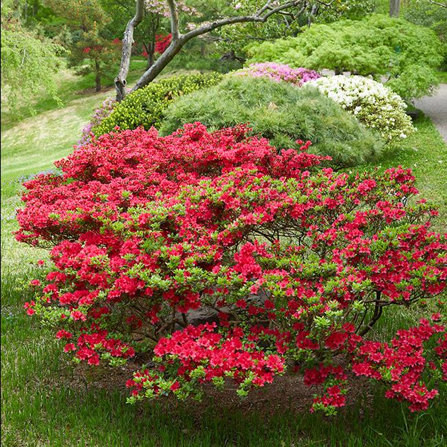 Azalea 'hino Crimson' - View 2 from www redcrocus com