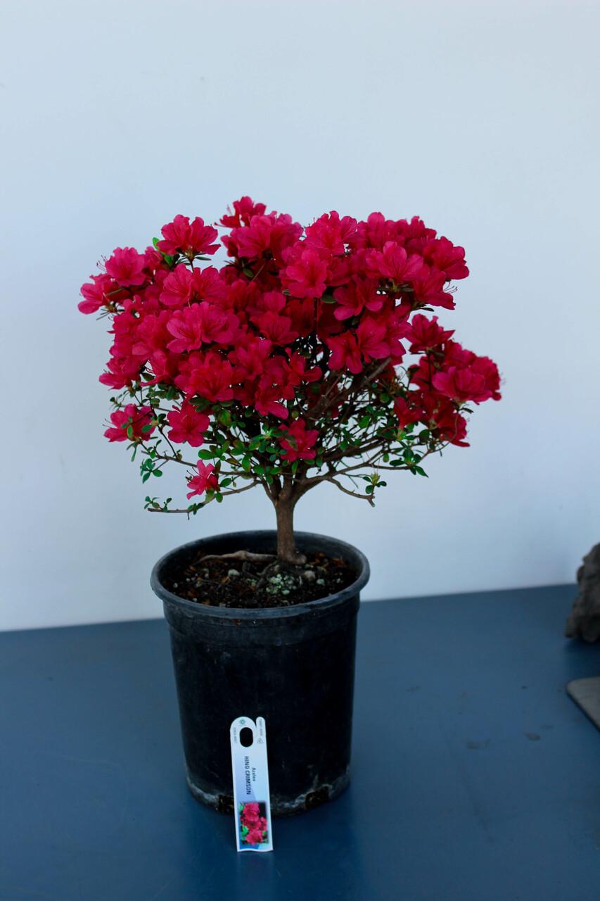 Azalea 'hino Crimson' - View 30 from www redcrocus com