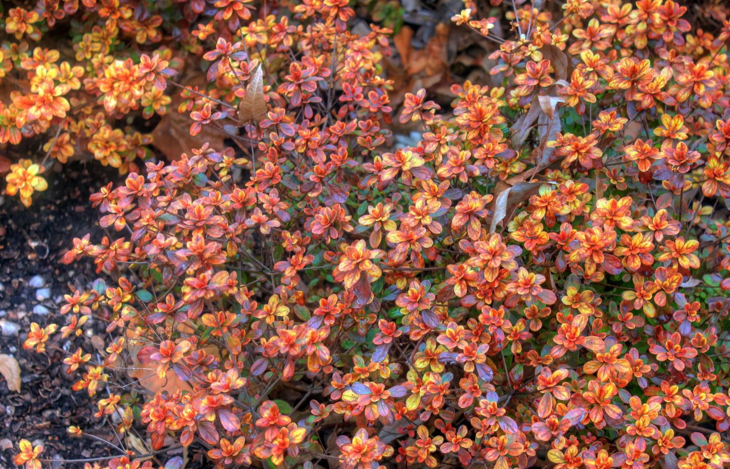 Azalea 'hino Crimson' - View 31 from www redcrocus com