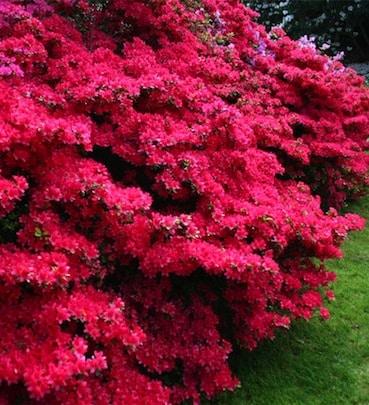 Azalea 'hino Crimson' - View 33 from www redcrocus com