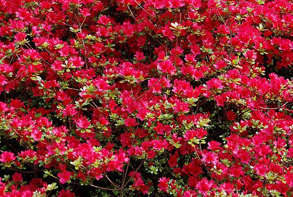 Azalea 'hino Crimson' - View 35 from www redcrocus com