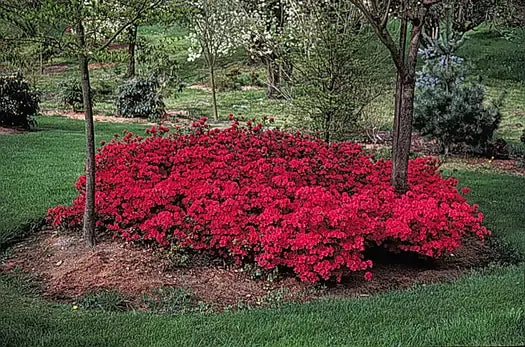 Azalea 'hino Crimson' - View 36 from www redcrocus com
