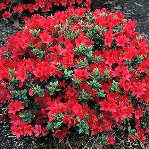 Azalea 'hino Crimson' - View 3 from www redcrocus com