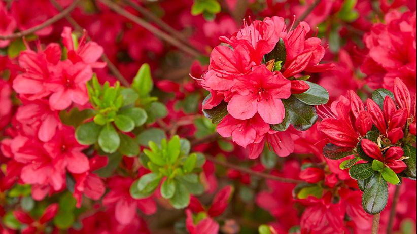 Azalea 'hino Crimson' - View 4 from www redcrocus com