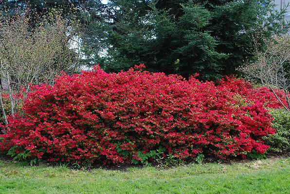 Azalea 'hino Crimson' - View 5 from www redcrocus com