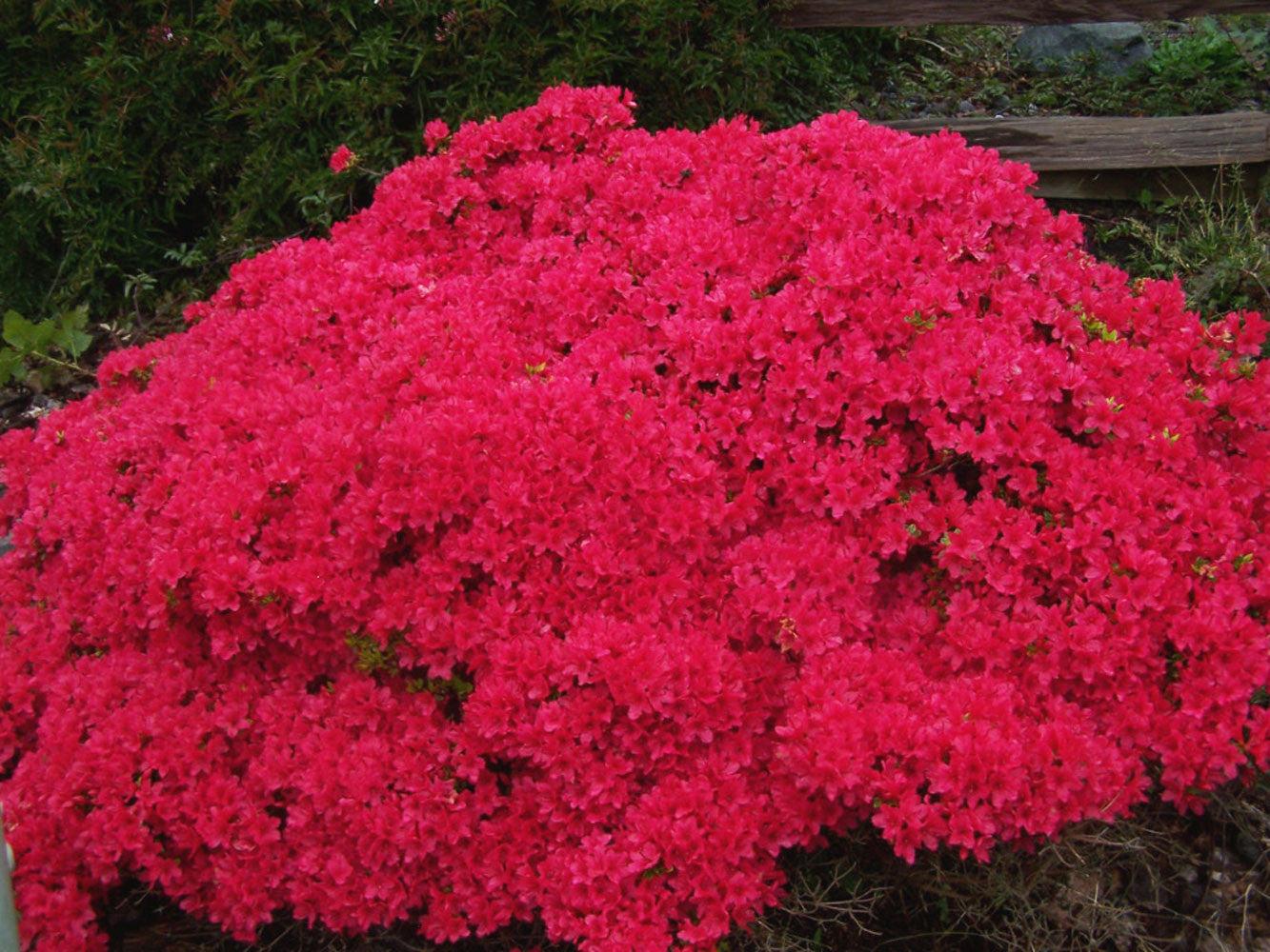 Azalea 'hino Crimson' - View 6 from www redcrocus com