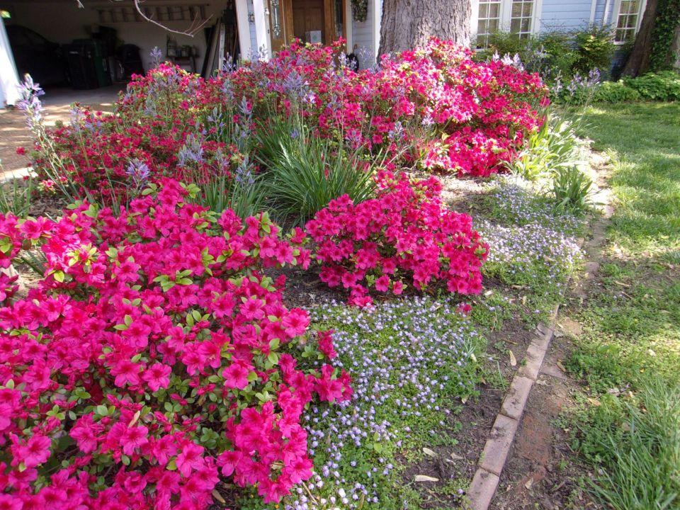 Azalea 'hino Crimson' - View 7 from www redcrocus com