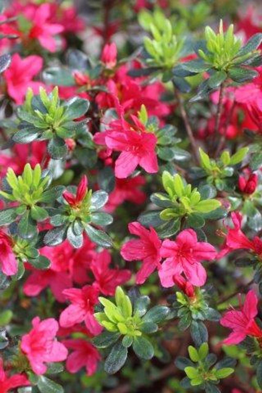 Azalea 'hino Crimson' - View 8 from www redcrocus com