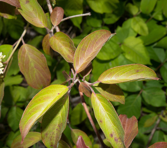 Cornus Amomum - View 10 from www redcrocus com