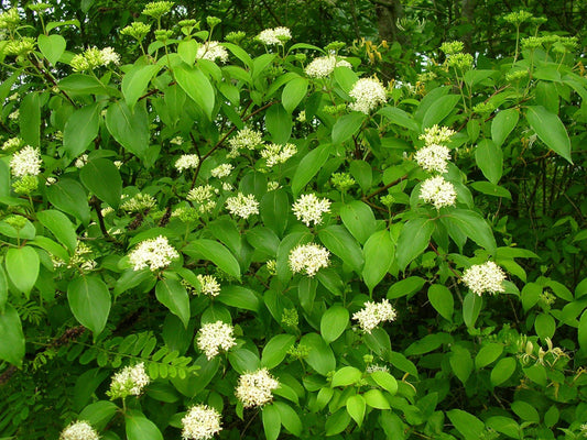 Cornus Amomum - View 1 from www redcrocus com