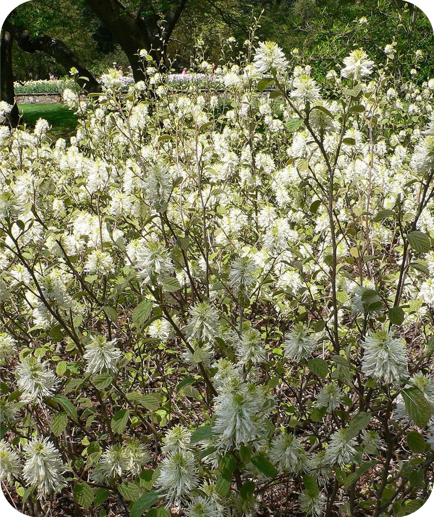 Fothergilla Gardenii - View 11 from www redcrocus com