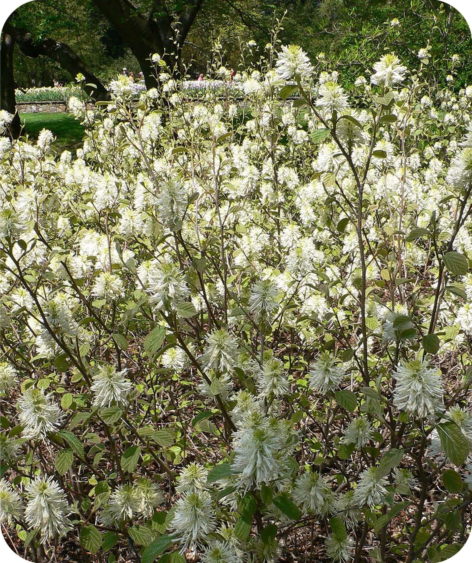 Fothergilla Gardenii - View 11 from www redcrocus com