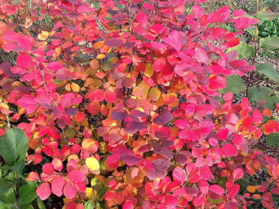 Fothergilla Gardenii - View 14 from www redcrocus com