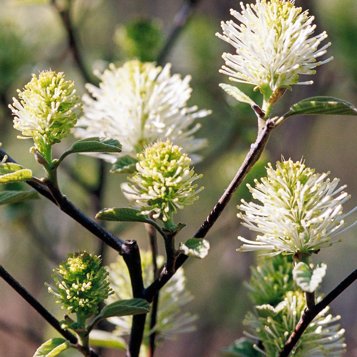 Fothergilla Gardenii - View 17 from www redcrocus com