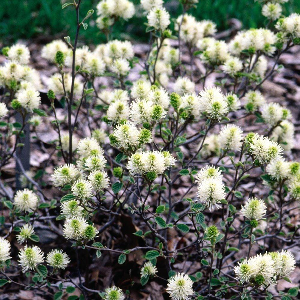 Fothergilla Gardenii - View 19 from www redcrocus com