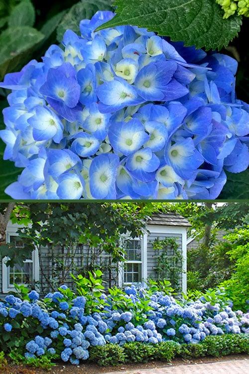 Hydrangea Macrophylla Nantucket Blue - View 16 from www redcrocus com