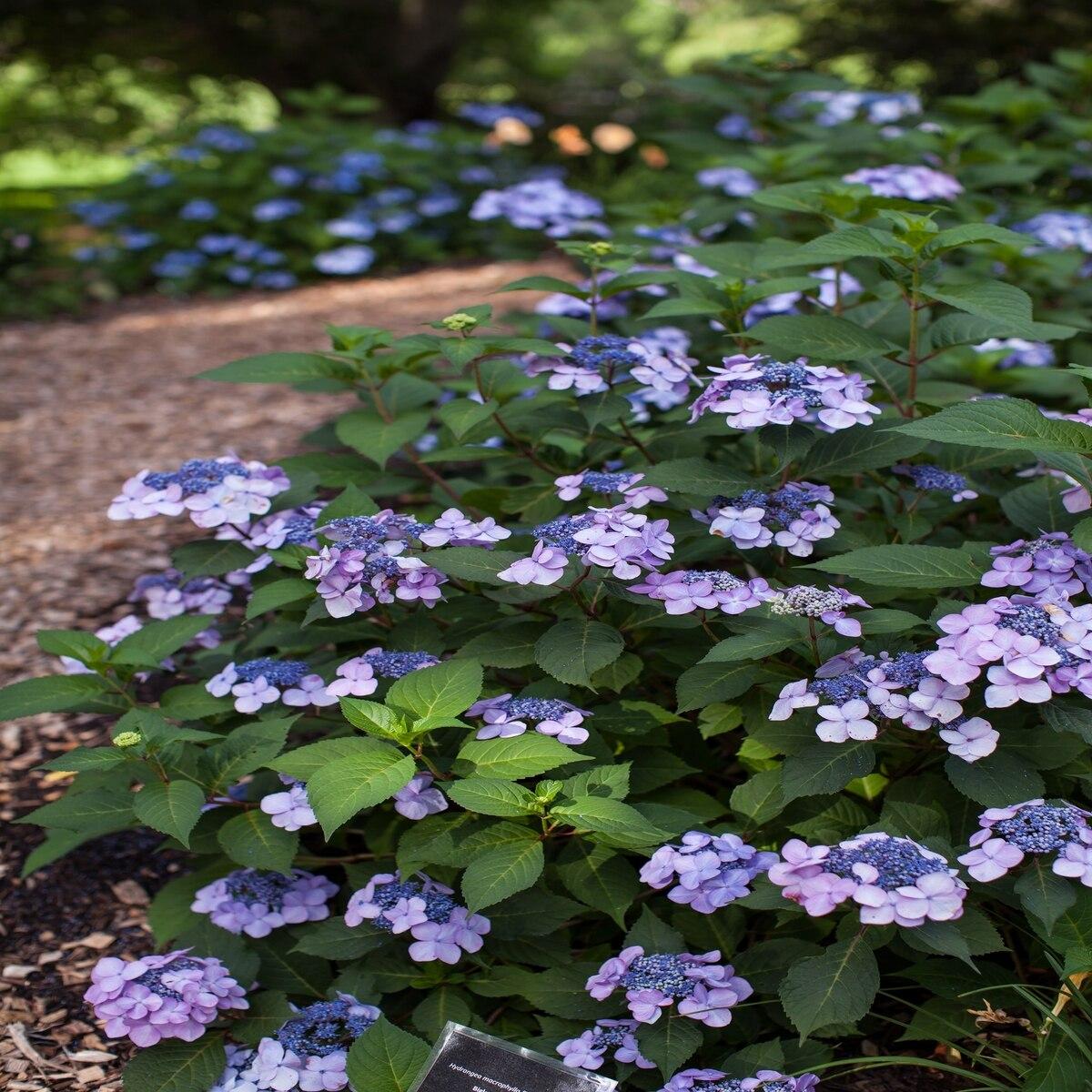 Hydrangea Macrophylla Twist N Shout - View 17 from www redcrocus com